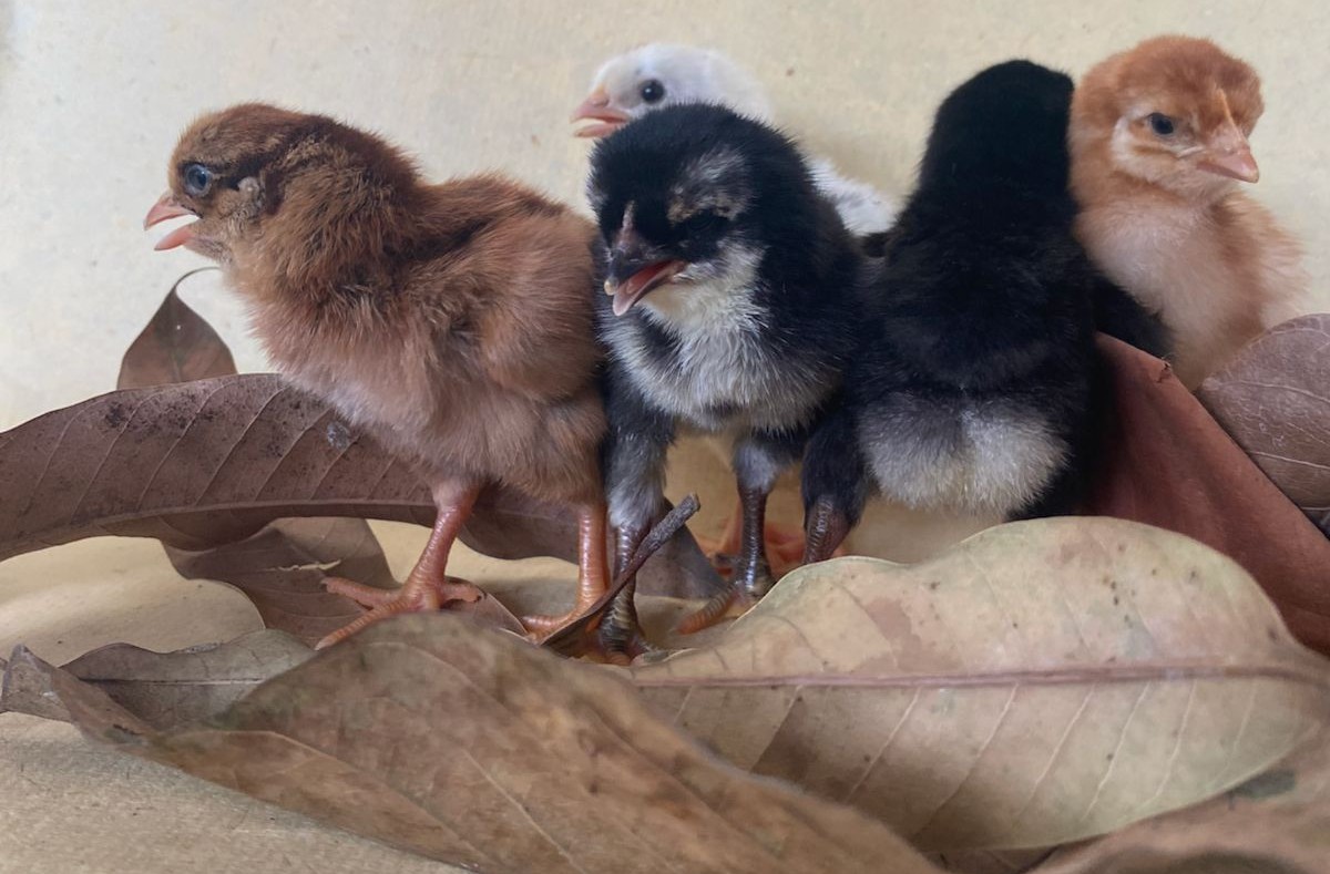 Tips Menurunkan Kematian DOC di 7 Hari Pertama