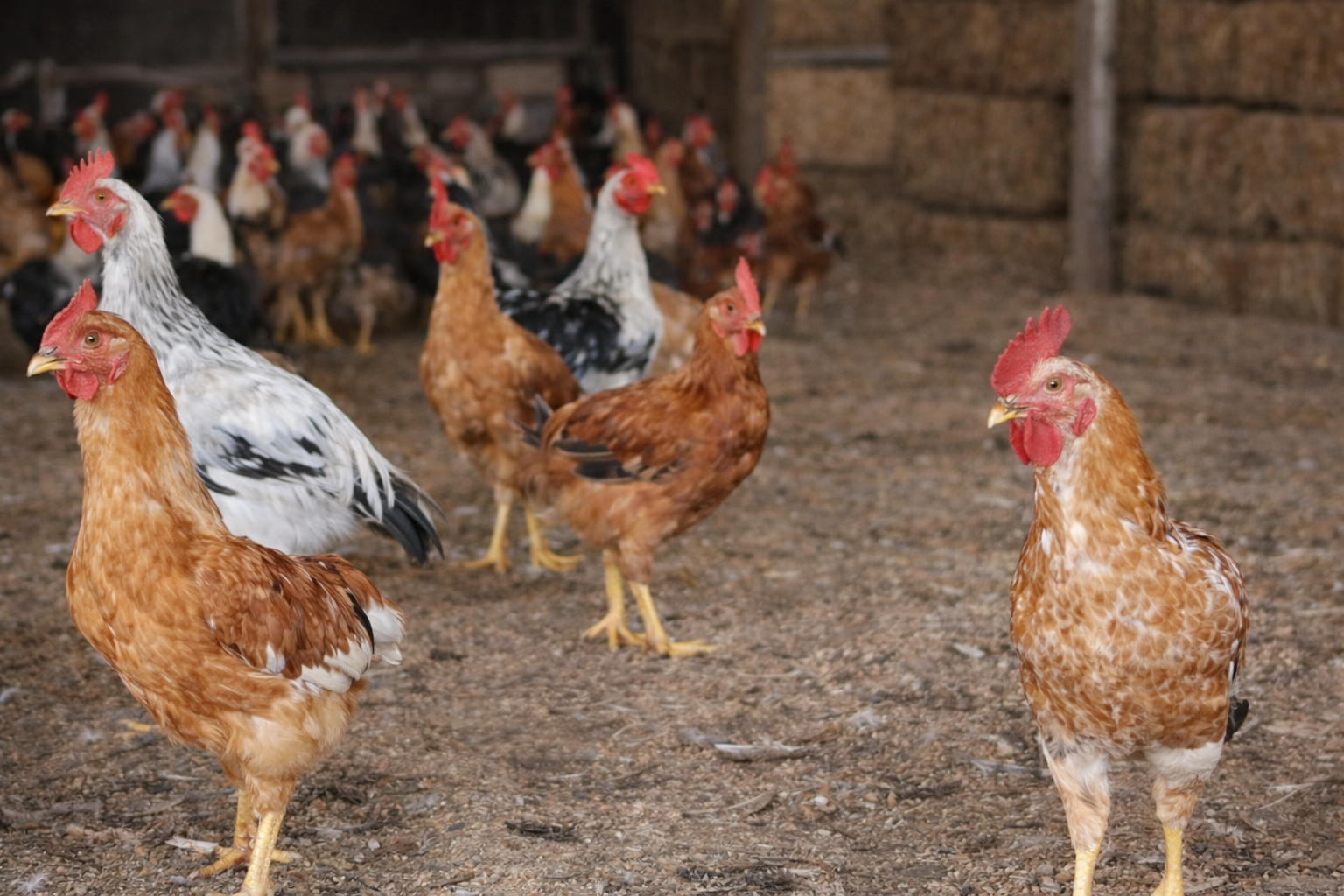 Simak! Perbedaan Ayam Joper dan Ayam KUB