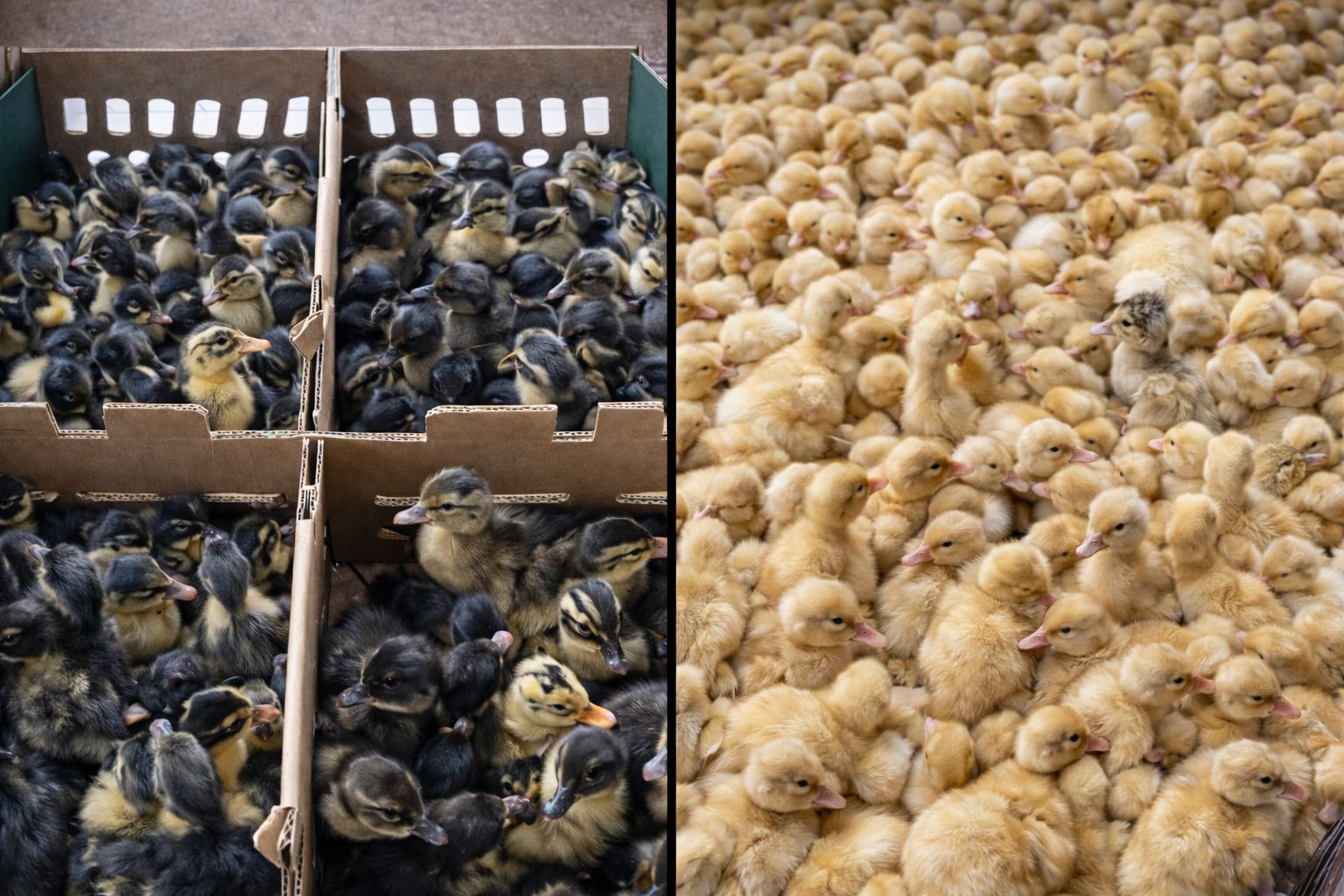 Perbedaan DOD Peking dan Hibrida