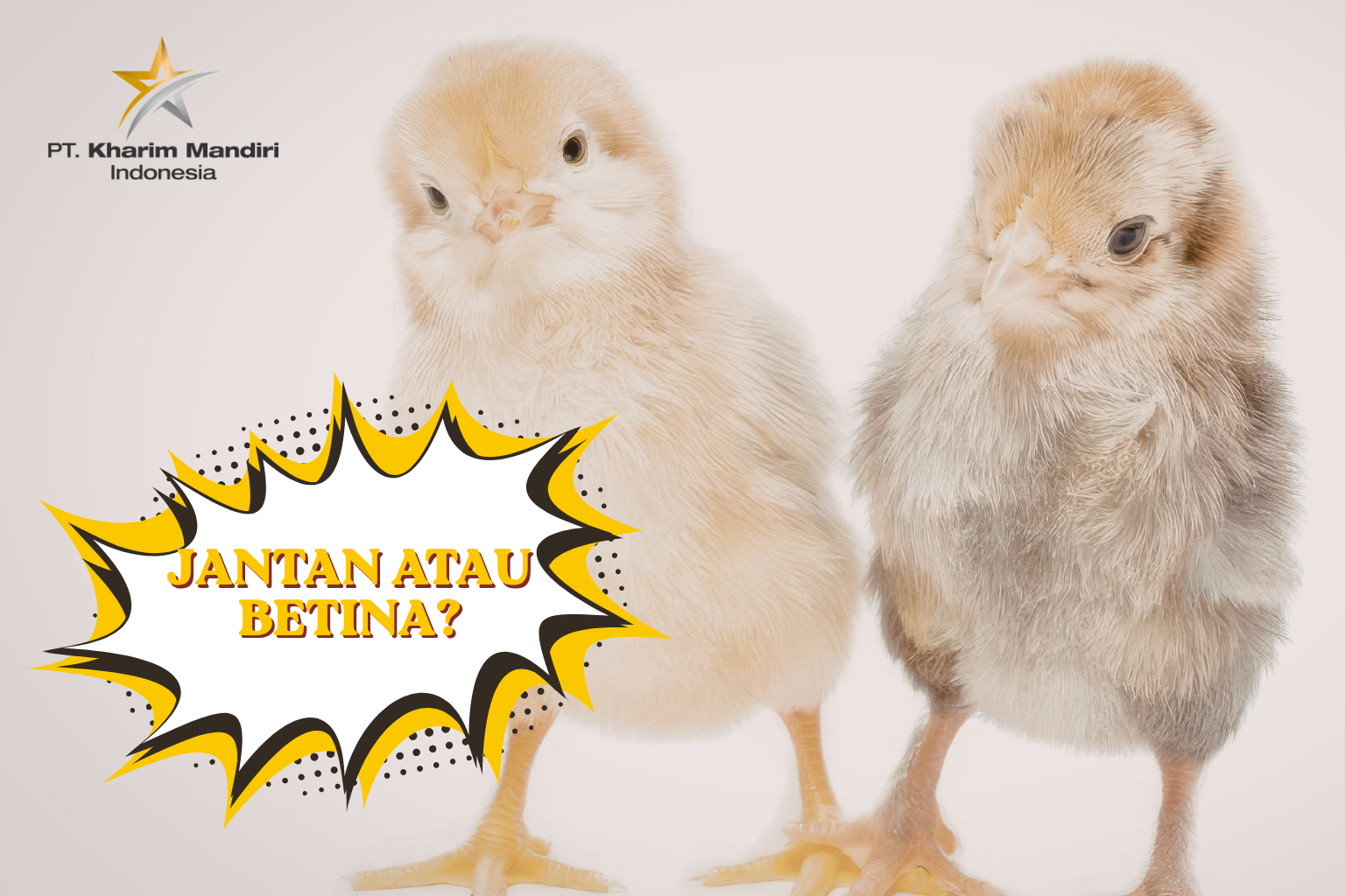 Cara Membedakan DOC Jantan dan Betina Dengan Mudah