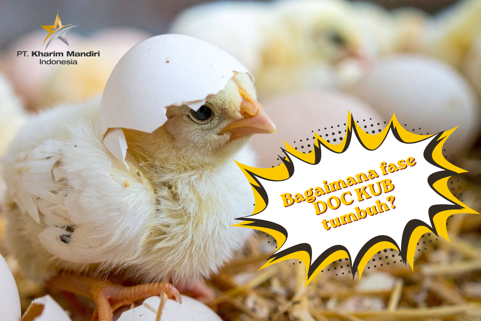 Mengenal Fase Pertumbuhan Ayam Dwiguna KUB