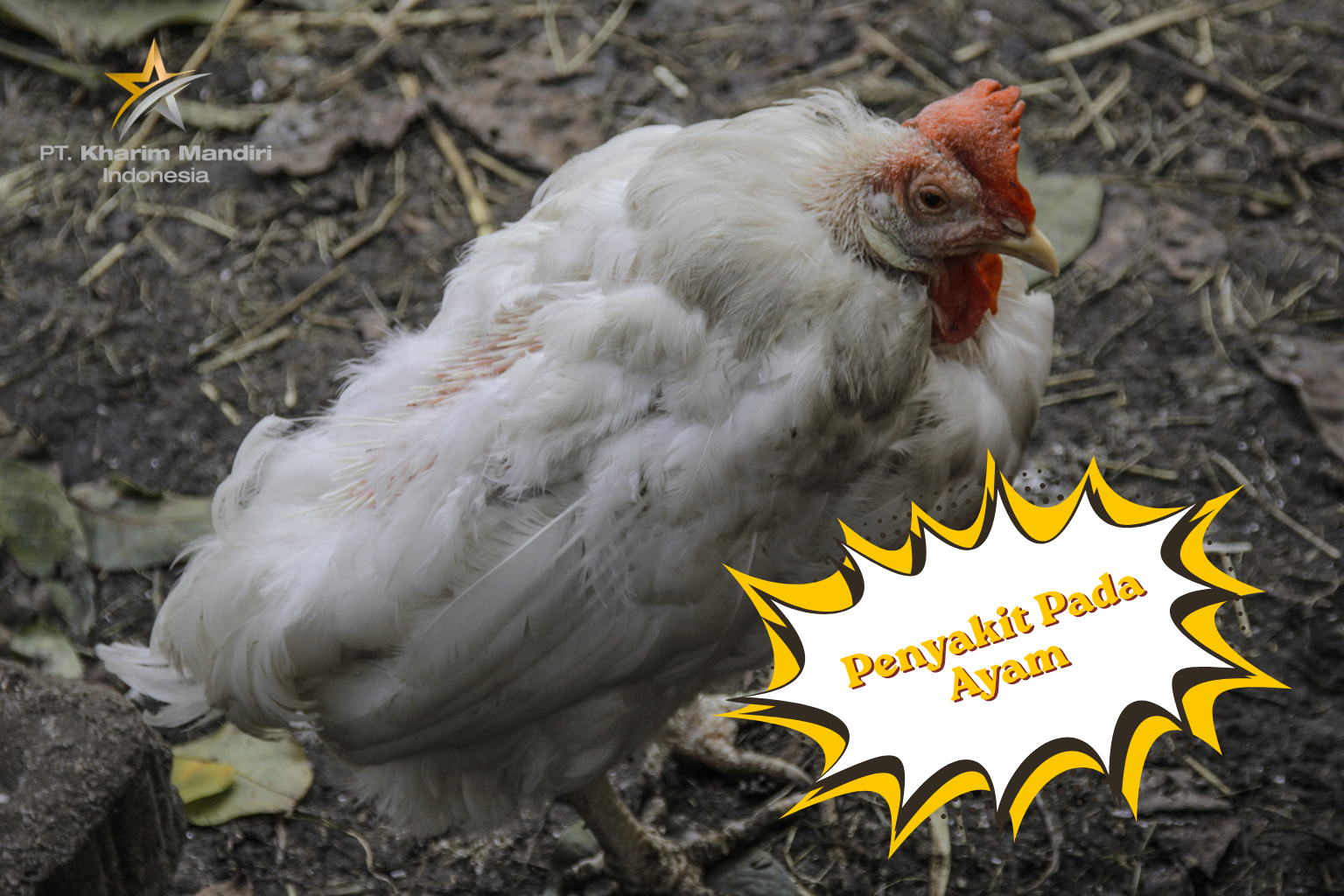 Penyakit Yang Sering Menyerang Ayam dan Cara Pencegahannya