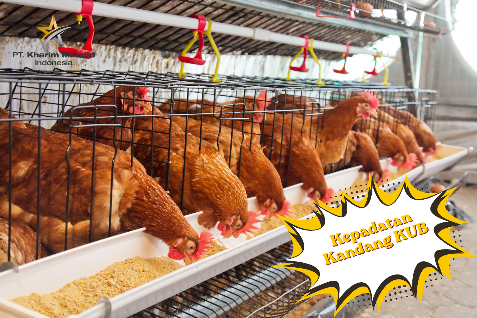 Menentukan Kepadatan Kandang Yang Ideal Untuk Ayam KUB
