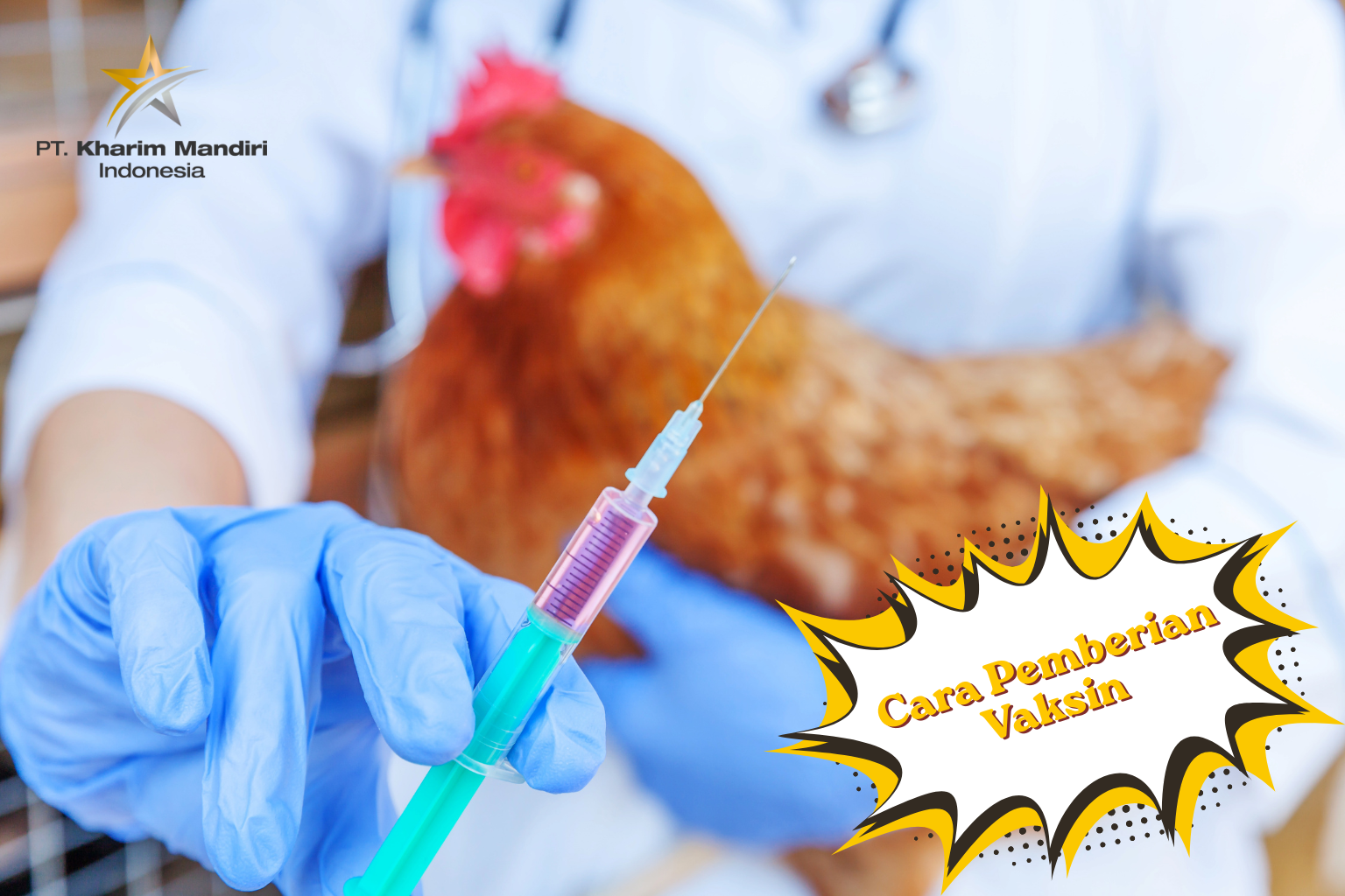 Beberapa Metode Pemberian Vaksin Pada Ayam Yang Perlu Diketahui Peternak