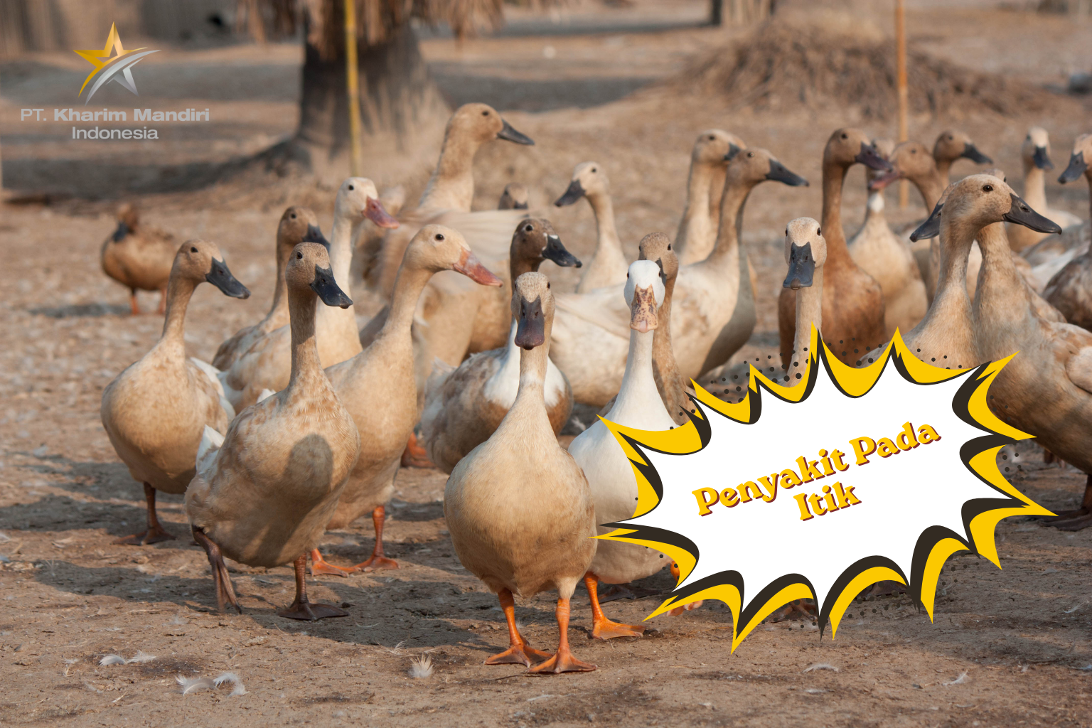 Mengenal Penyakit Pada Itik dan Cara Penanggulangannya